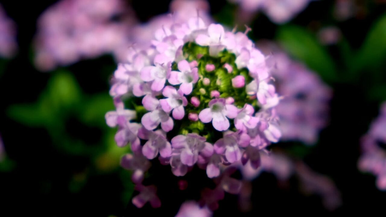タイムの花ピックアップ201904-4