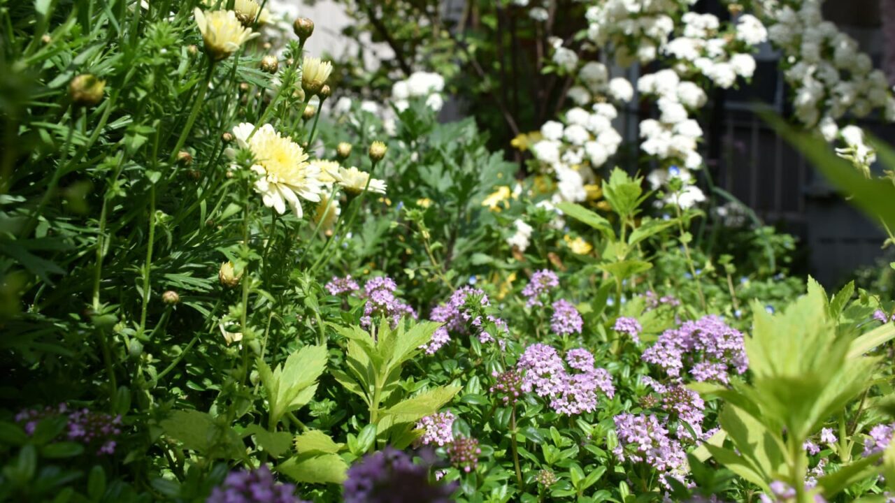 ボンザとタイムとこでまり20200422-1
