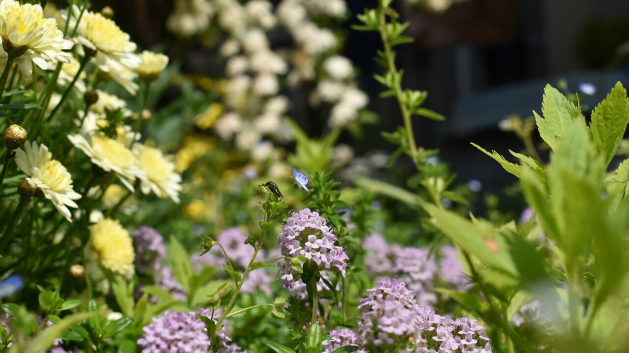 パステルの花々の中に青い瞳20200430