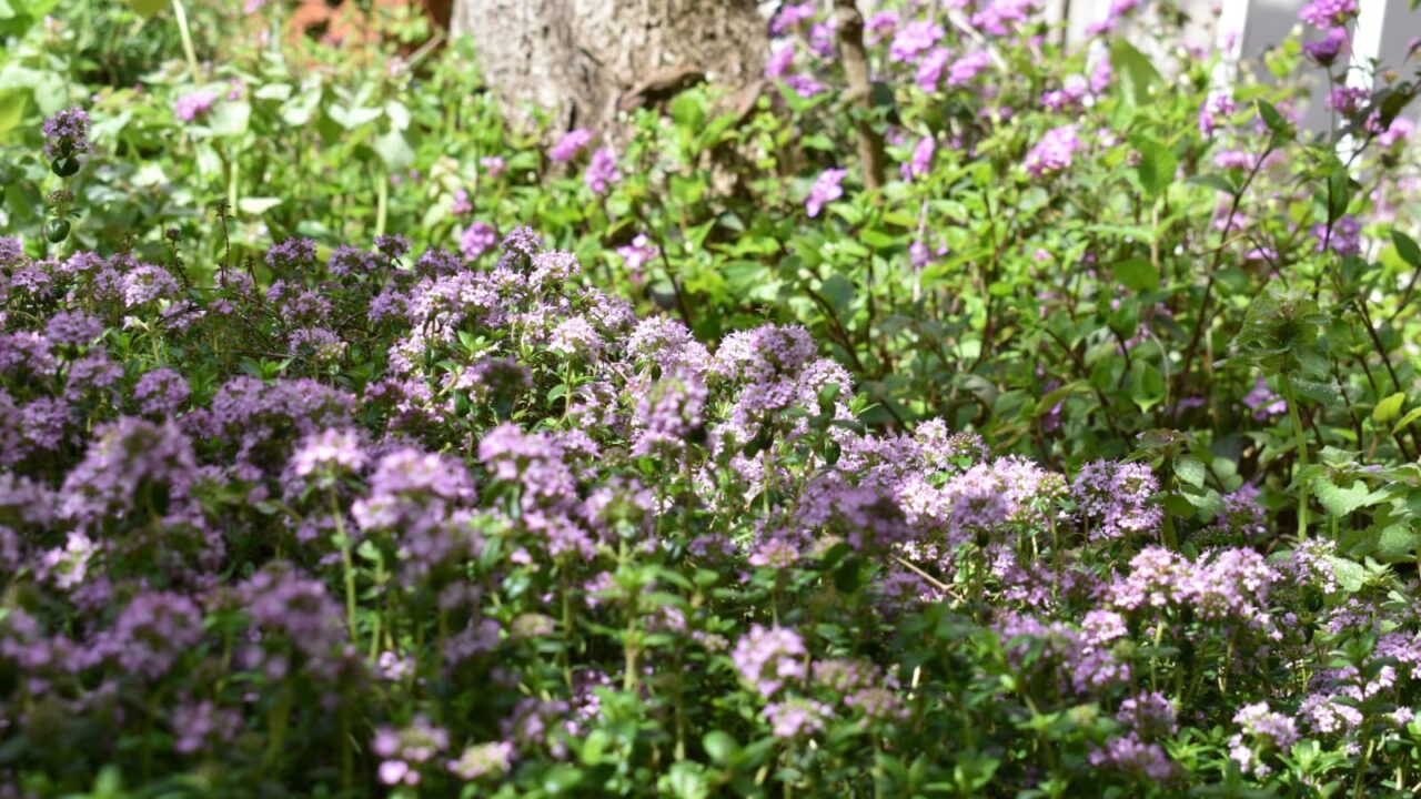 桜の木を背景にタイム20200422