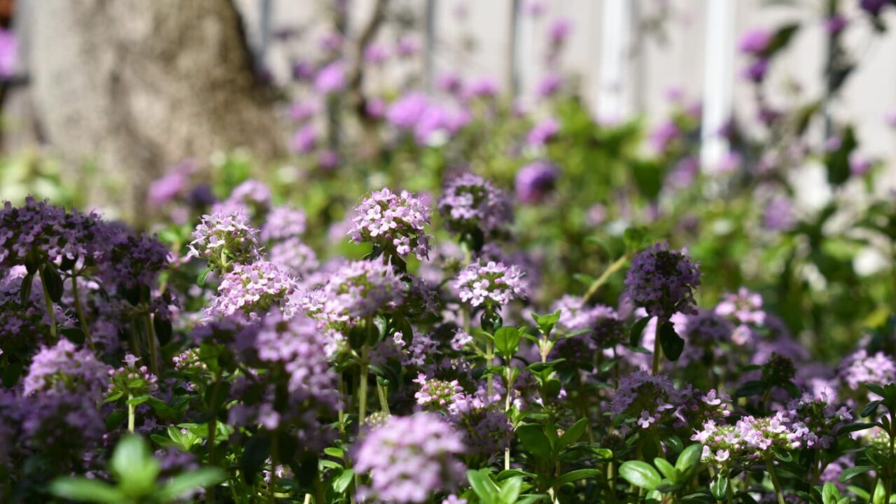 桜の木を背景にタイム20200425