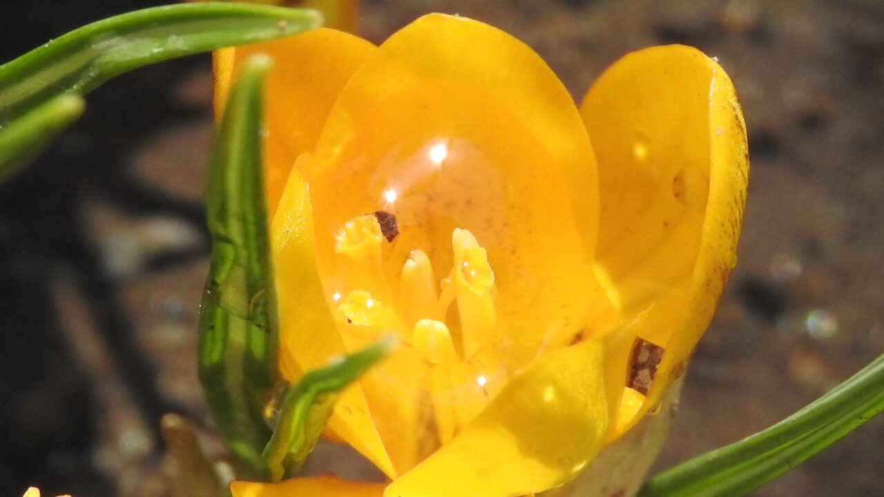 光を貯めるクロッカスの花20180314