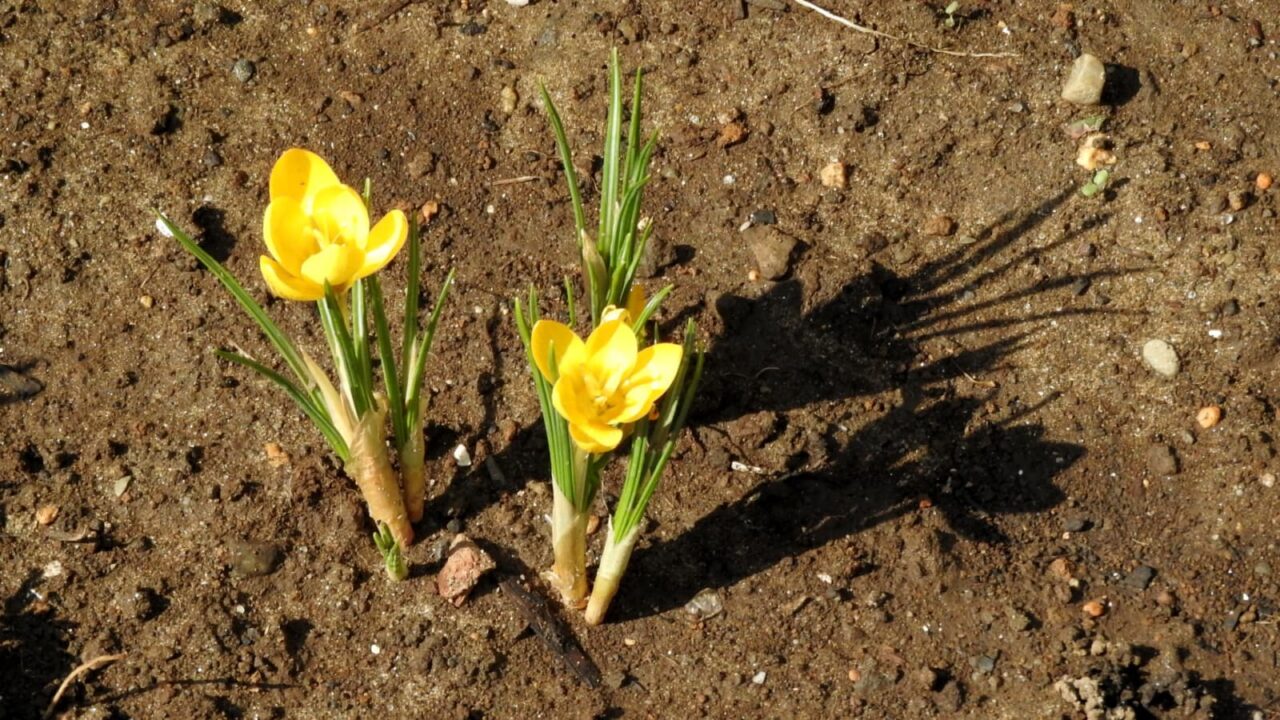 クロッカスの影20180313