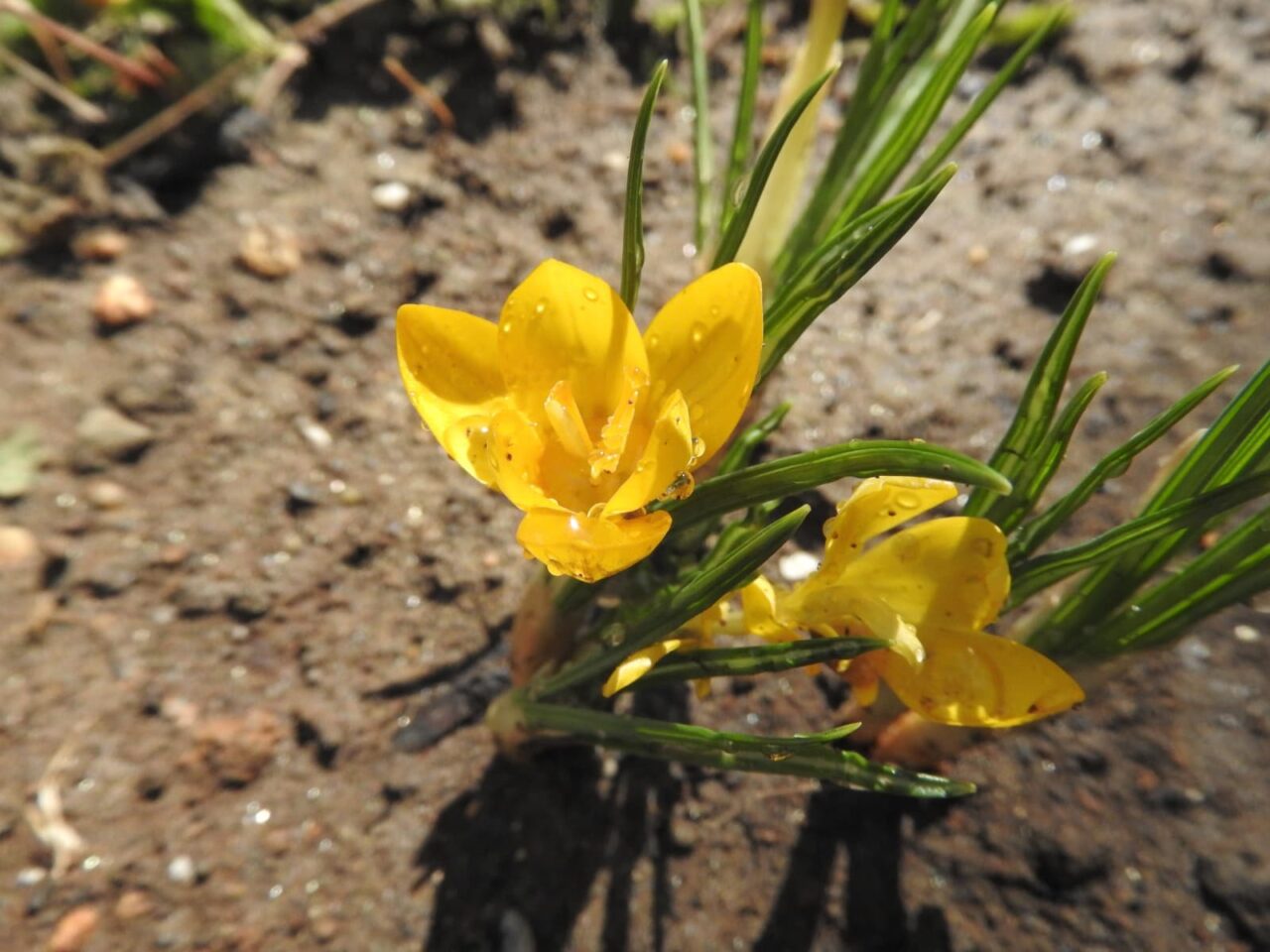 クロッカス:大地に花が浮いているかのよう20180312