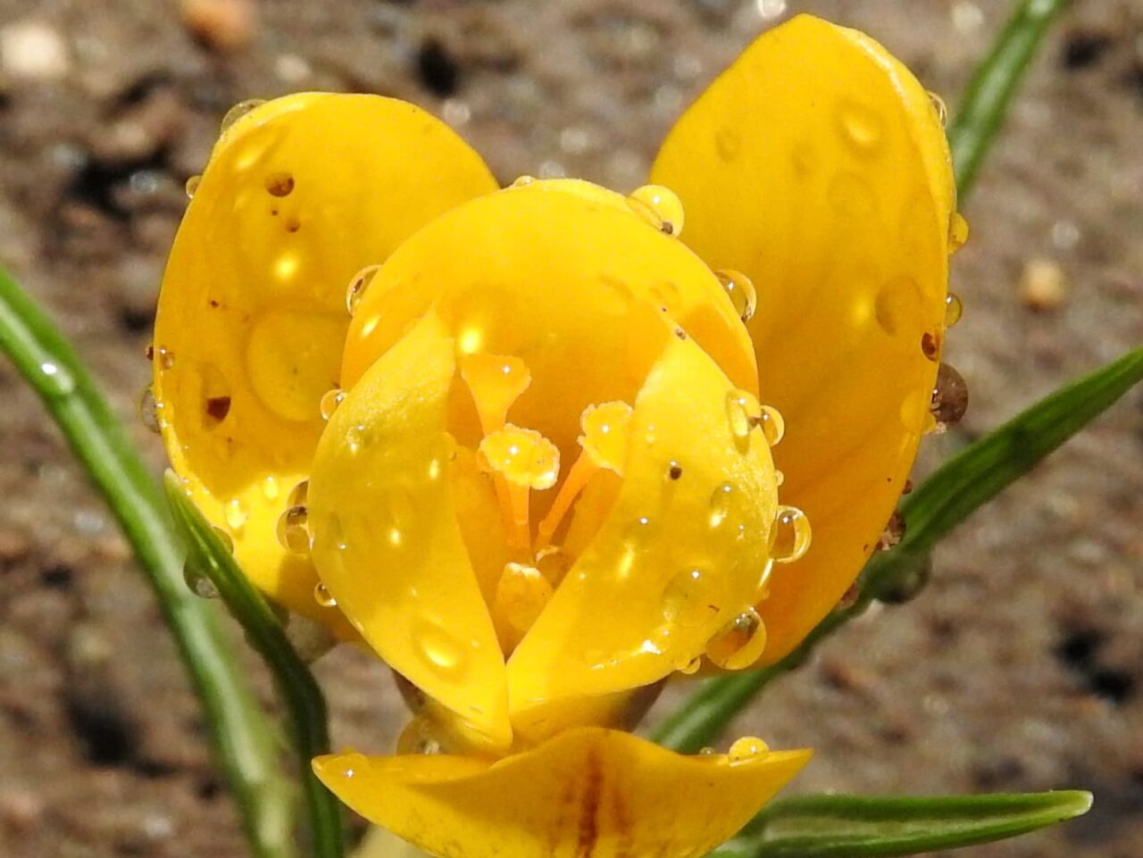 クロッカス花の拡大20180312
