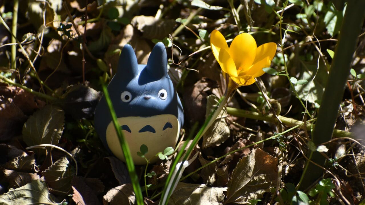 クロッカスと中トトロ202302