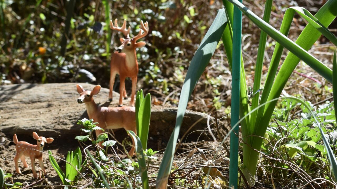 早春の野を旅する鹿ファミリー202303