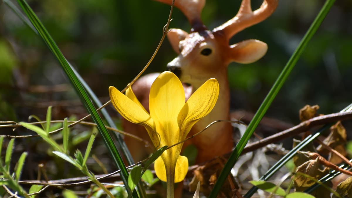 牡鹿とクロッカスの金杯202303