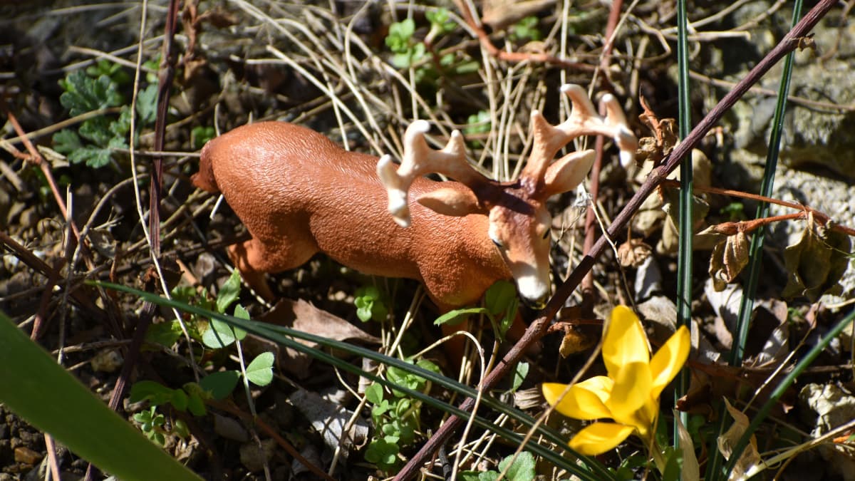 クロッカスの歩み寄る牡鹿202303