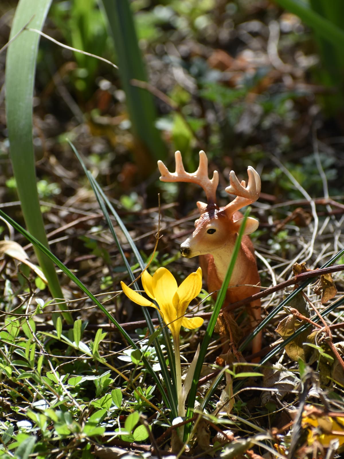 クロッカスと語り合う牡鹿202303