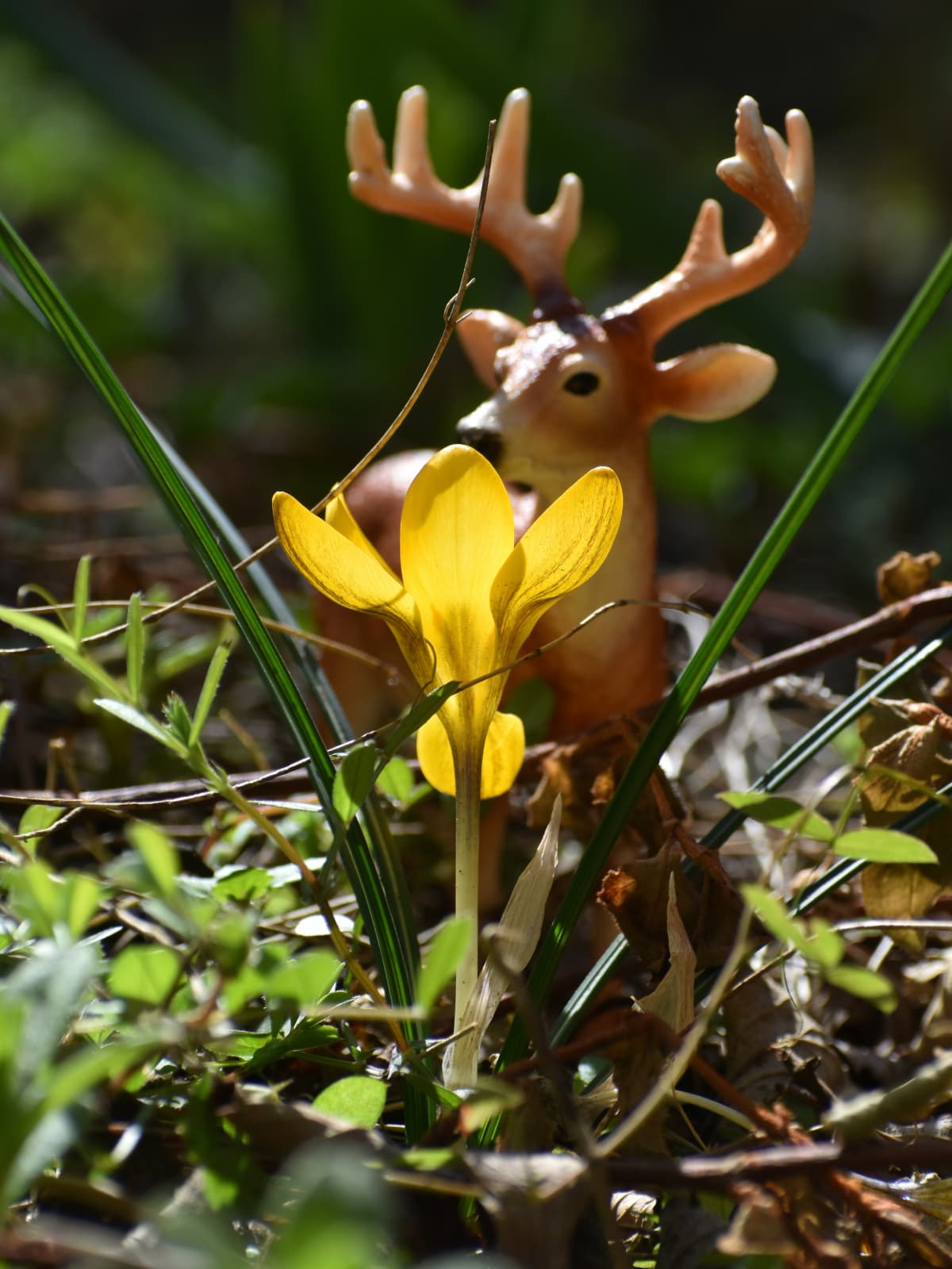 牡鹿と堂々辰佇まいのクロッカス202303