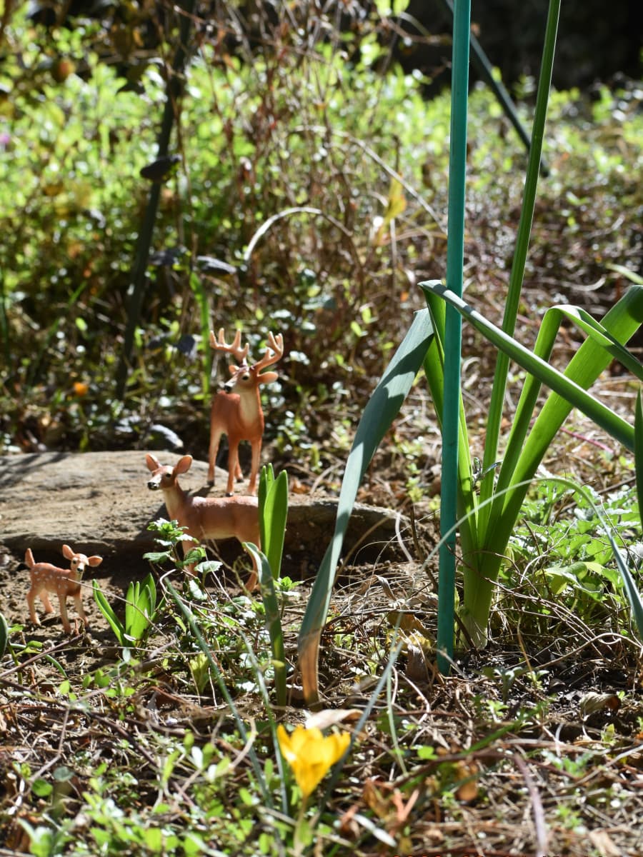 早春の野を旅する鹿ファミリーとクロッカス202303