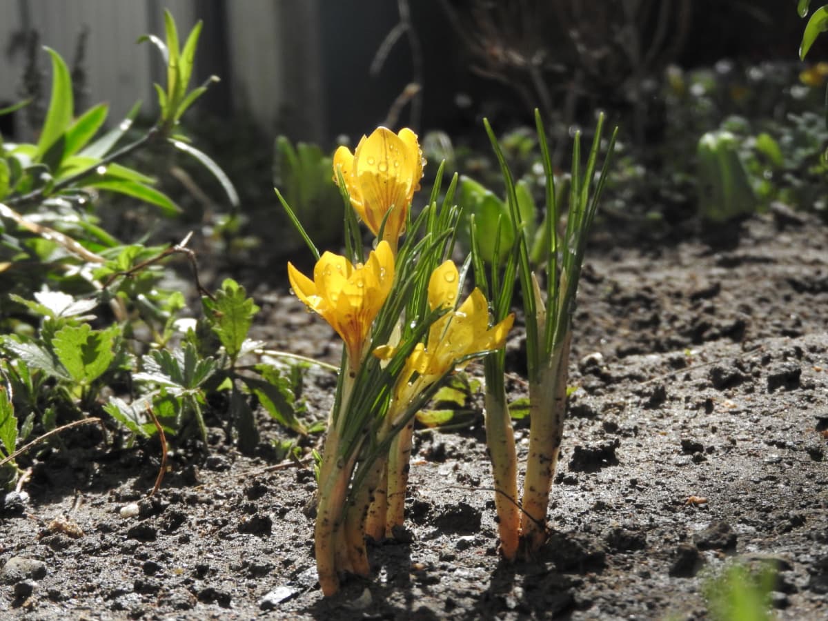 大地からニョキッとクロッカス20180312