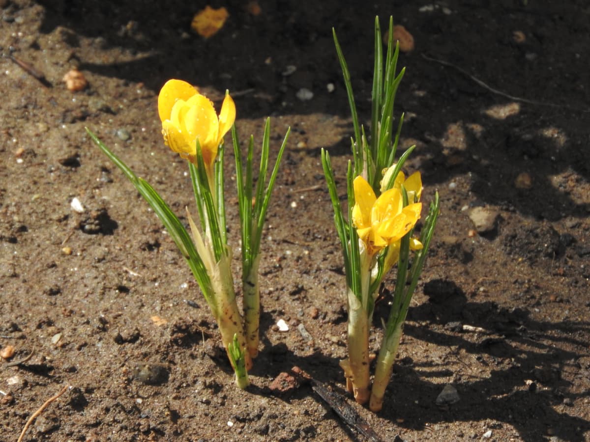 クロッカス開花20180312-午前11時