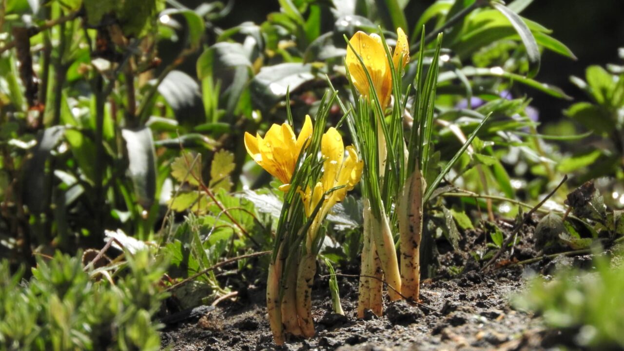 大地からニョキッとクロッカス20180312