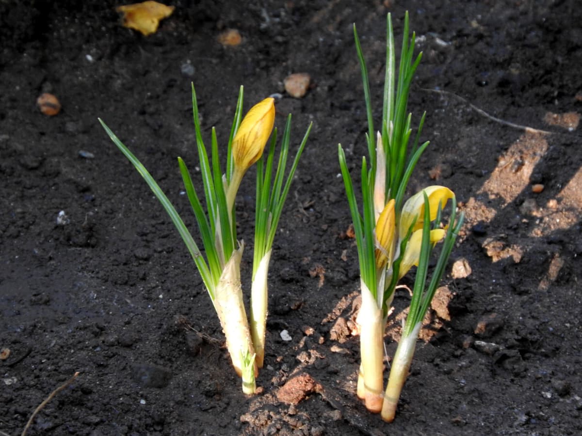 クロッカス蕾20180312-午前7時