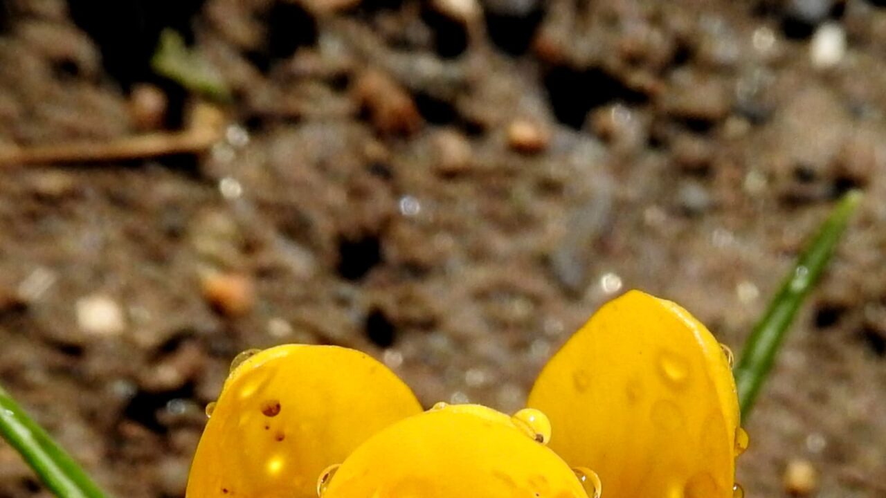 クロッカスとオーブ20180312-1