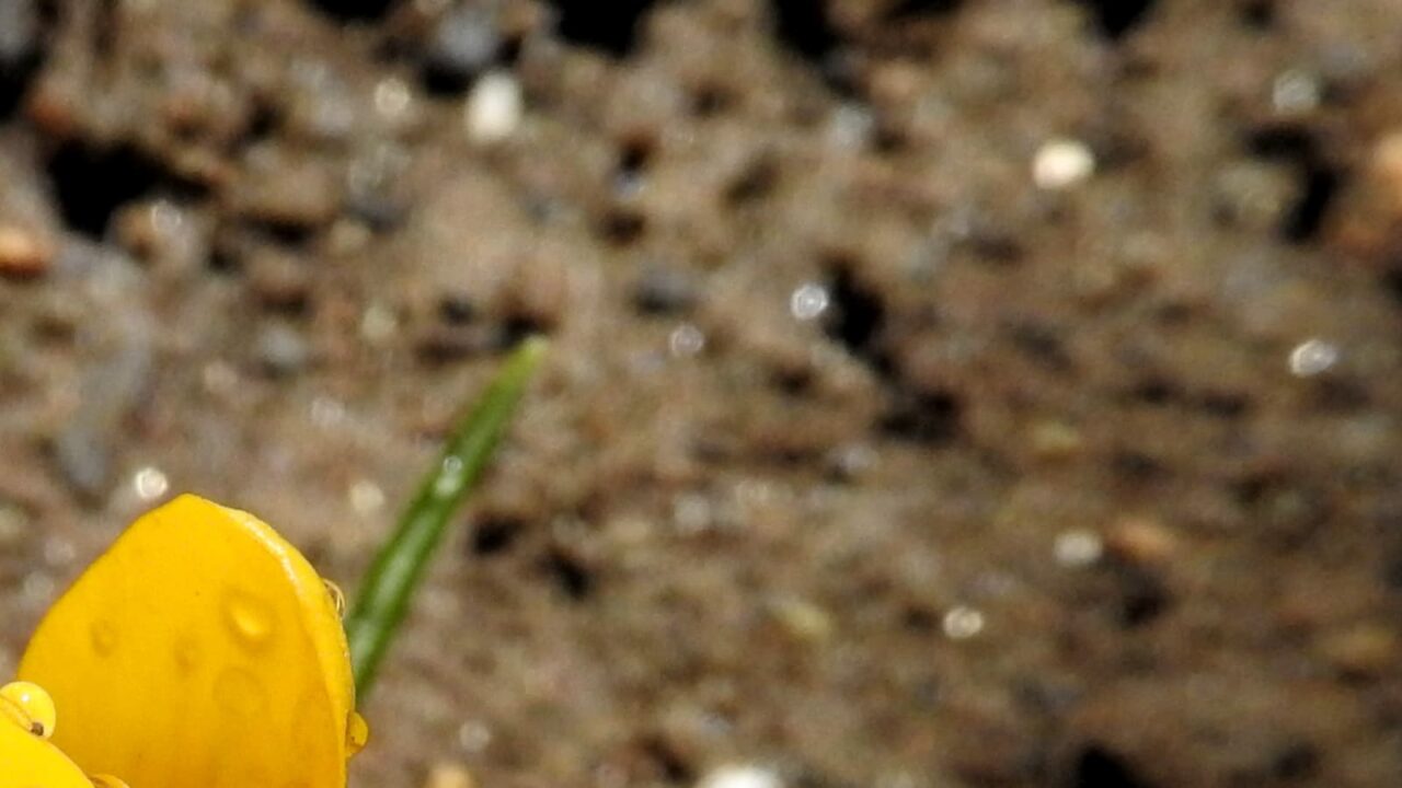 クロッカスとオーブ20180312-2