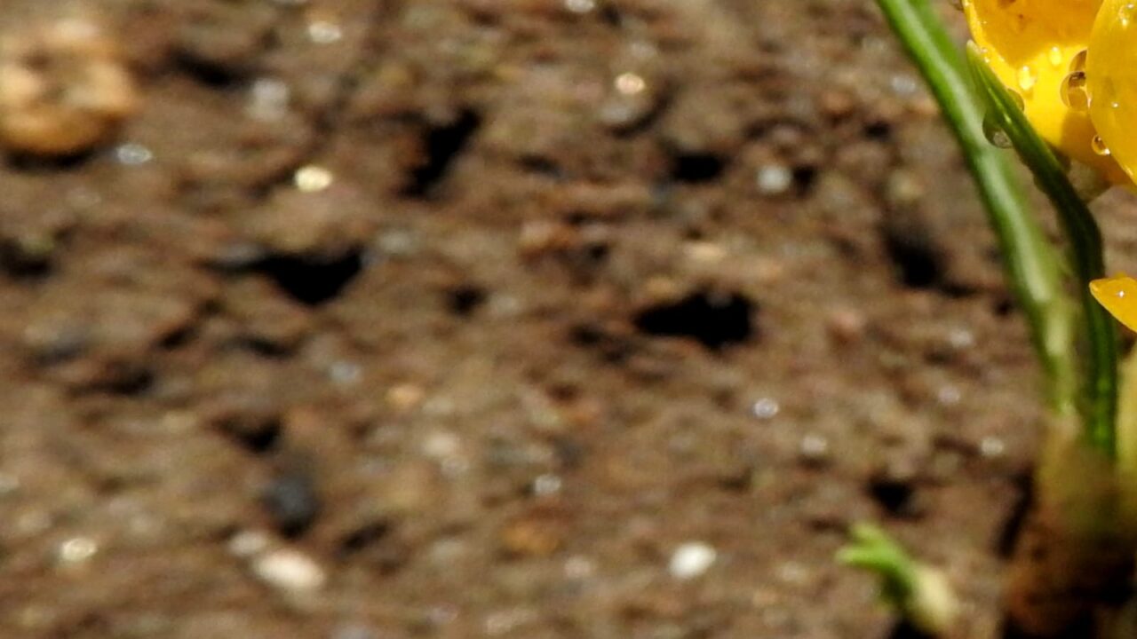 クロッカスとオーブ20180312-3