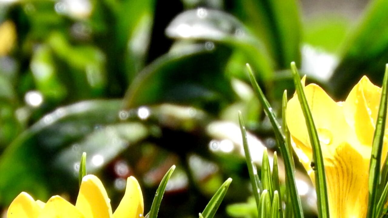 クロッカスとオーブ20180312-4