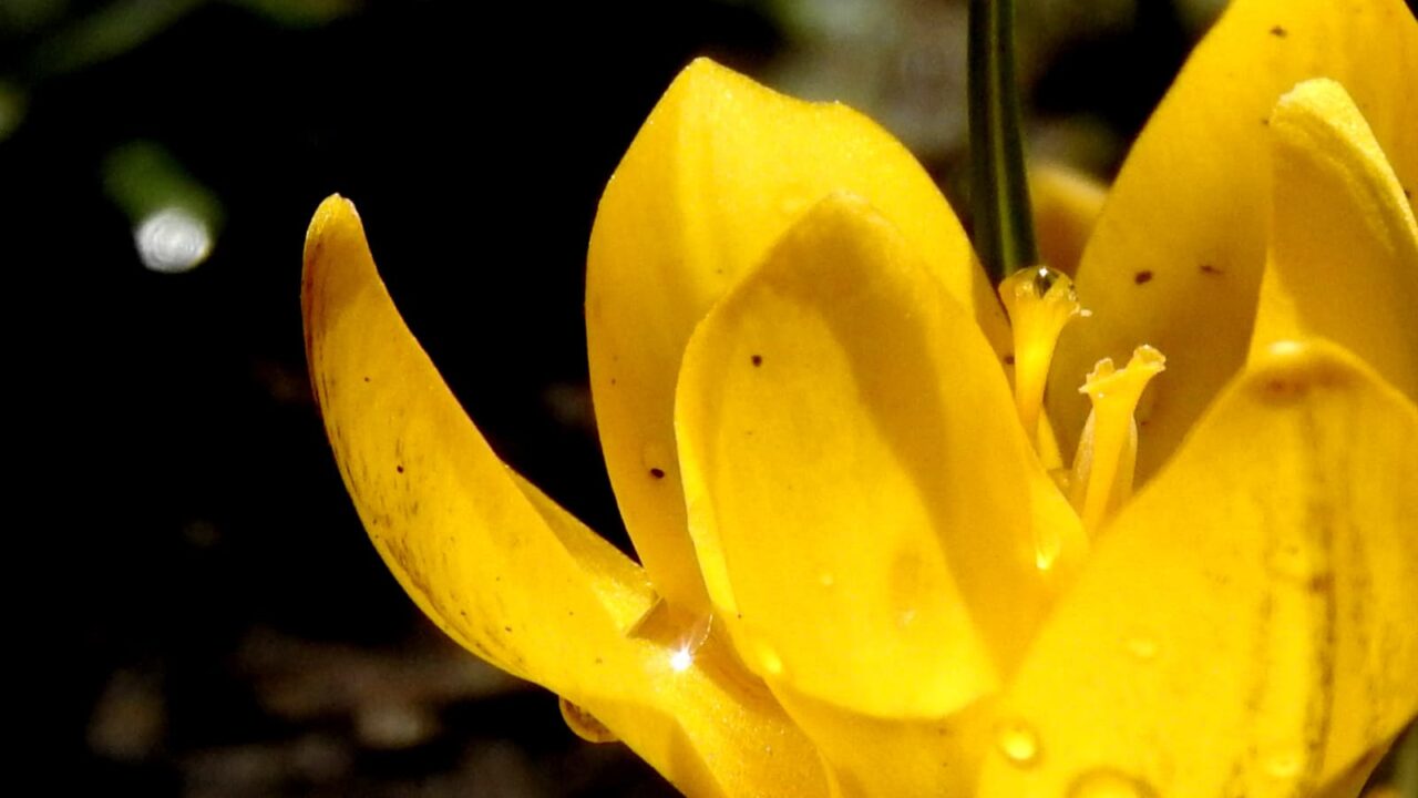 クロッカスとオーブ20180312-5