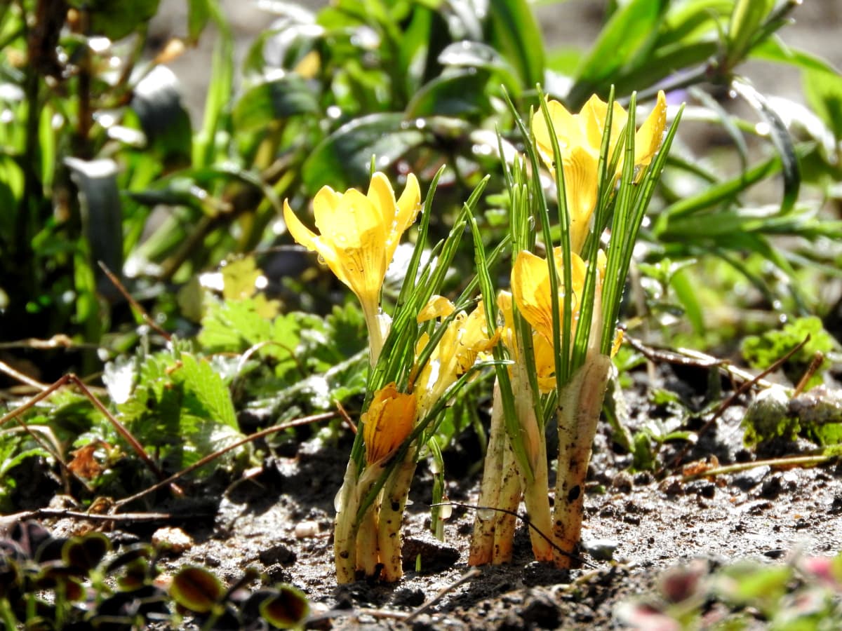 クロッカス:花を守る剣葉20180314
