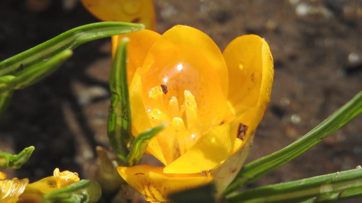 光を貯めるクロッカスの花20180314（キャッチ画像）