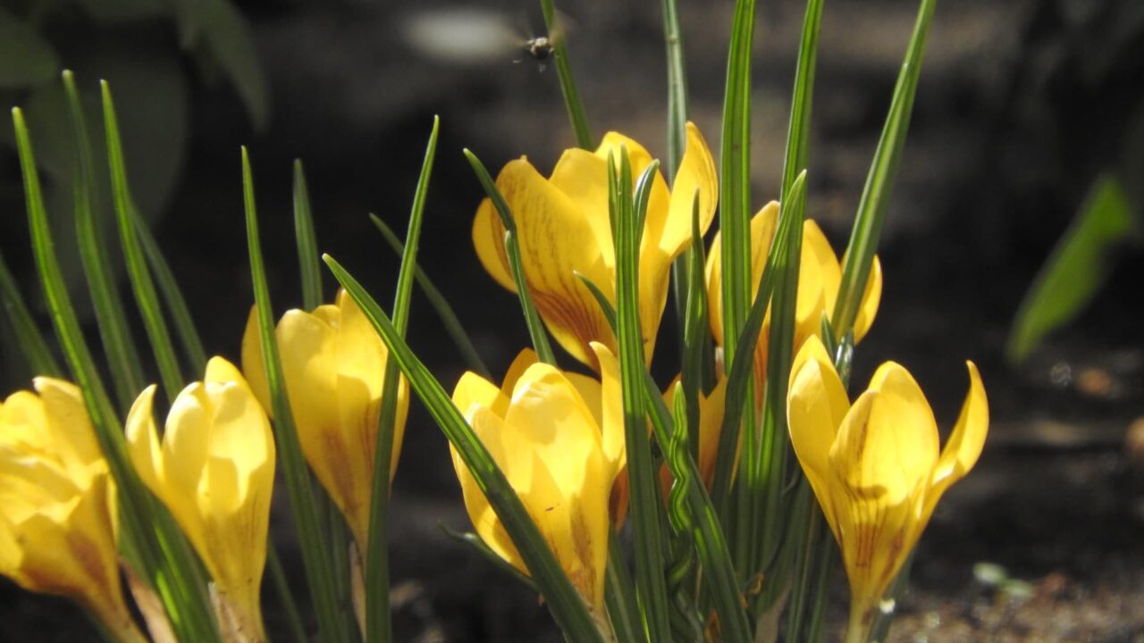 黄色い雪洞クロッカス20180317