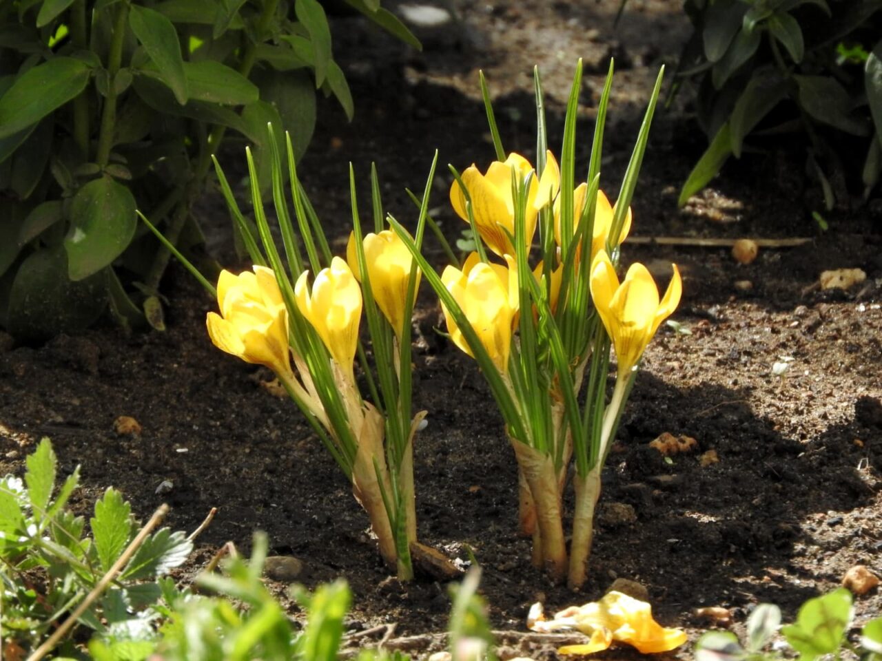 クロッカス昼の開花20180317