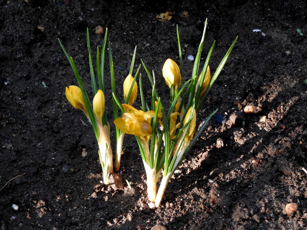 クロッカス朝の蕾20180317