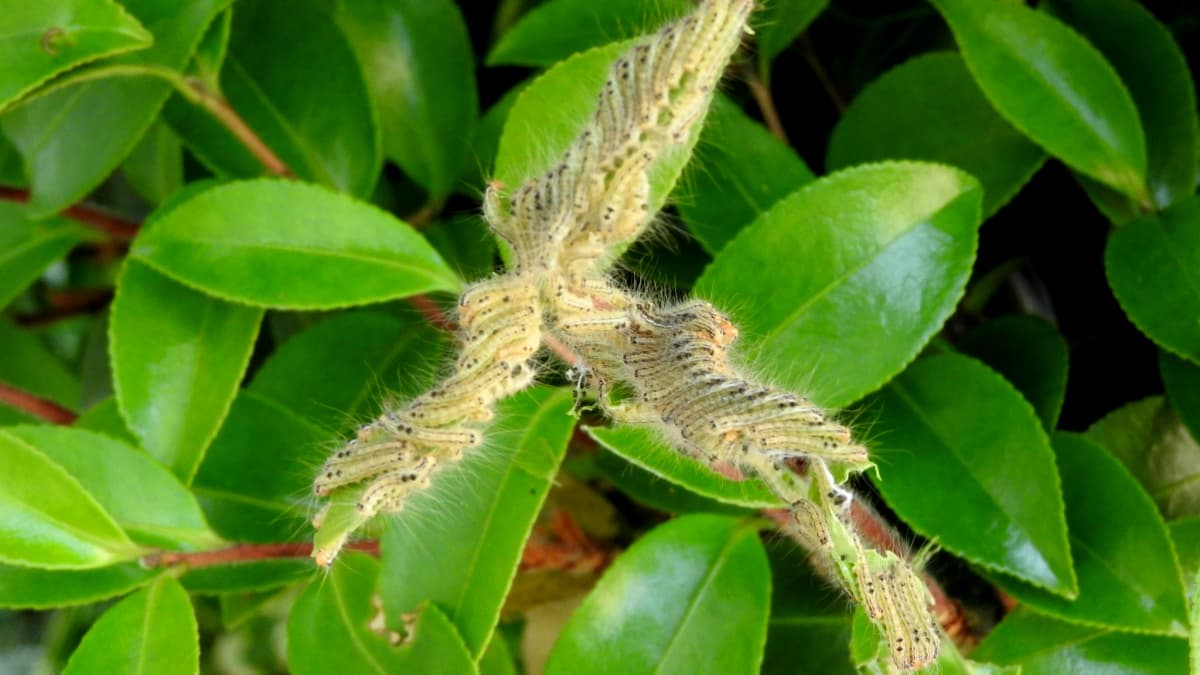 チャドクガの幼虫