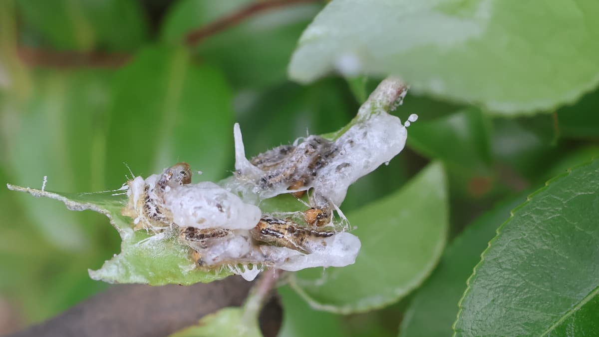 チャドクガ固着剤