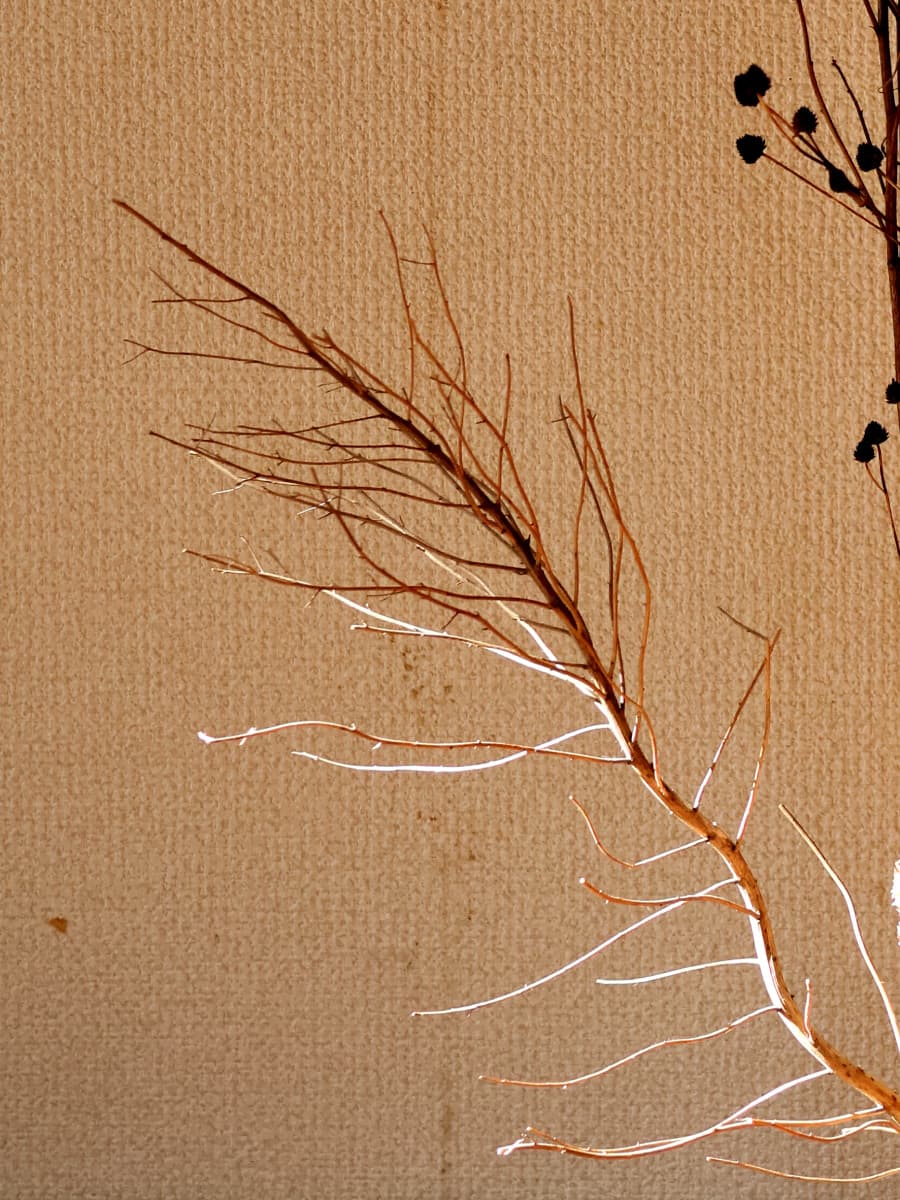 優美な枯れ枝202401