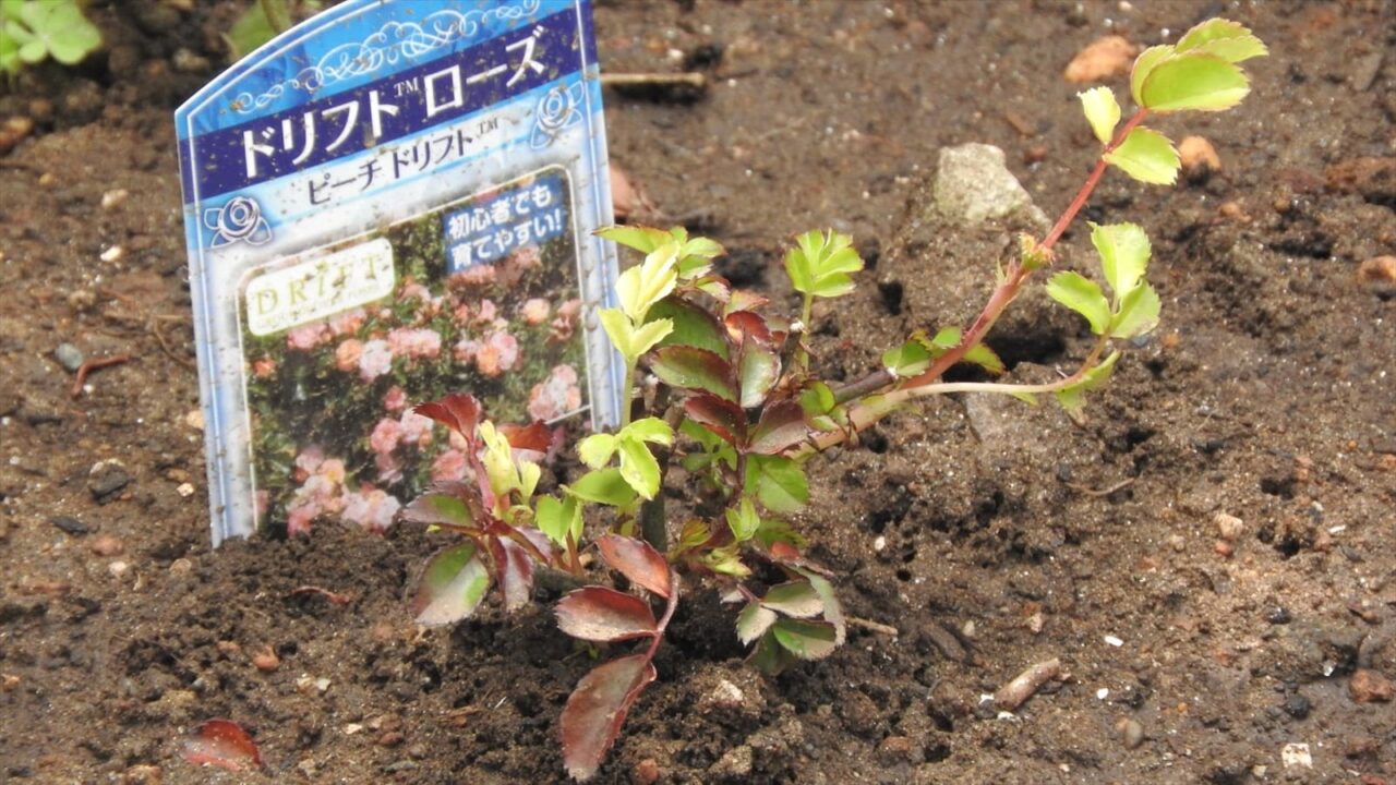 ドリフトローズ苗20180403