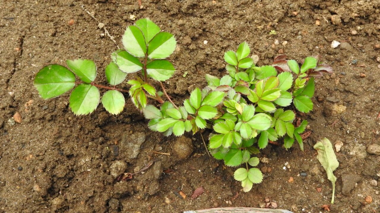 ドリフトローズ成長20180411