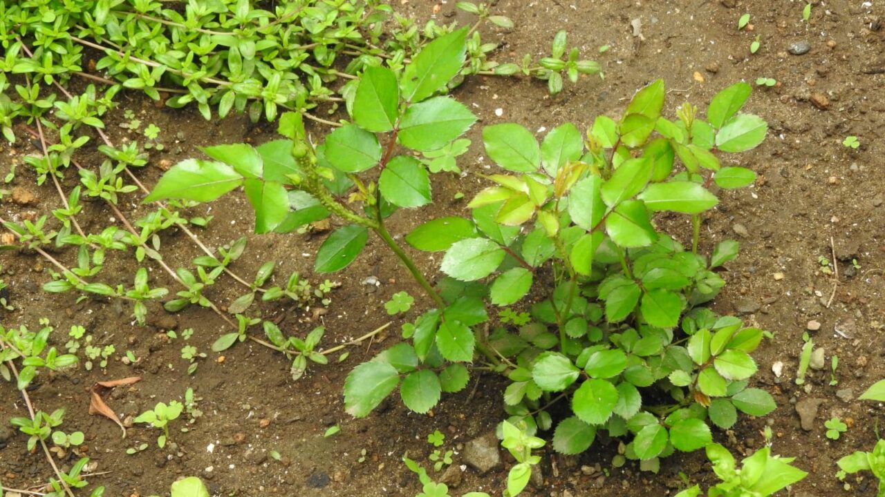 ドリフトローズ成長20180502