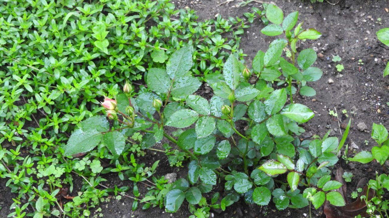 ドリフトローズ成長20180516