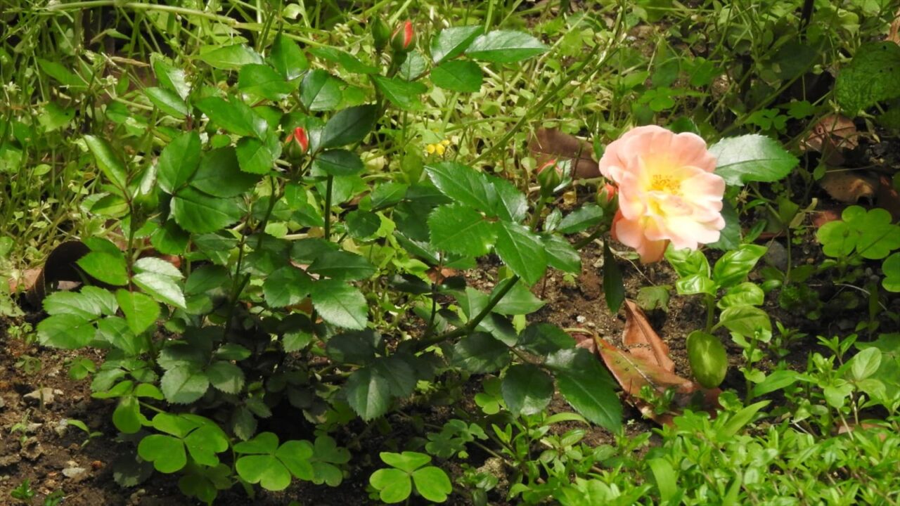 ドリフトローズ初花20180518