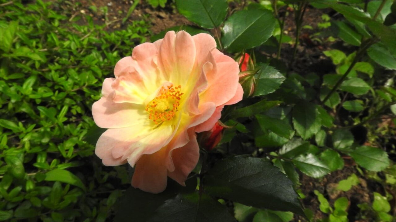 ドリフトローズ第1花20180518