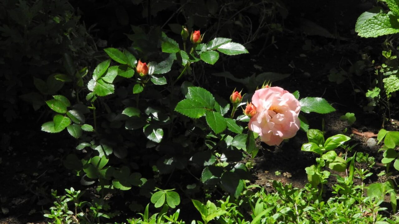 ドリフトローズ第2花20180520-1