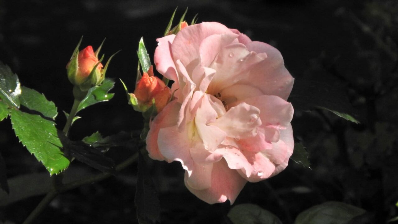 ドリフトローズ第2花20180520