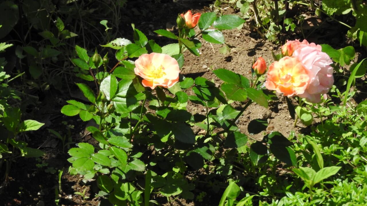 ドリフトローズ花盛り20180522-1