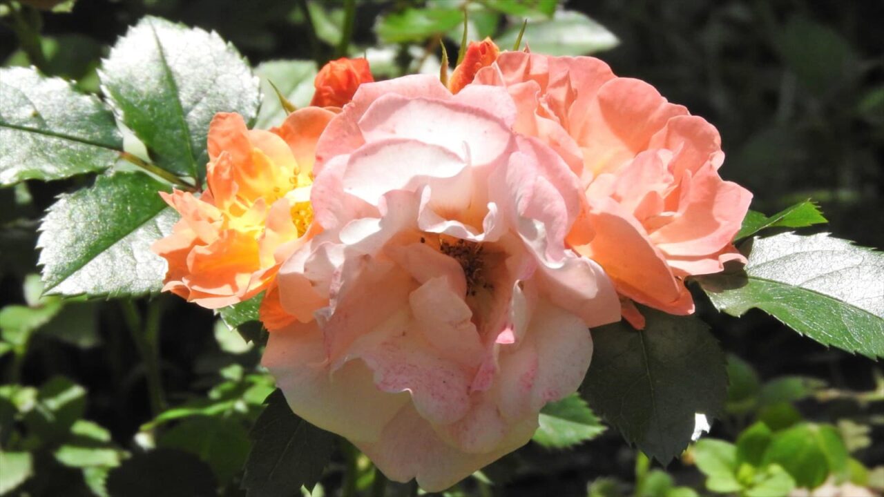 ドリフトローズの花盛り20180522