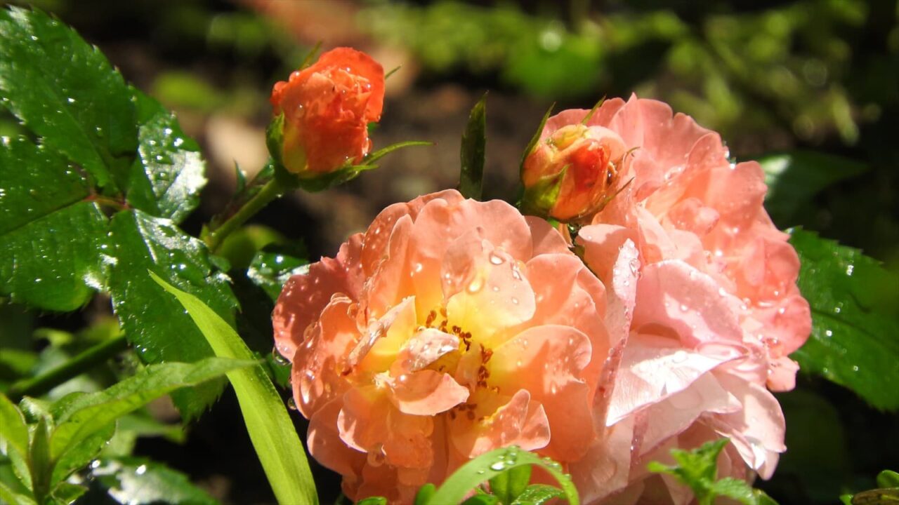 水も滴るドリフトローズ花20180522