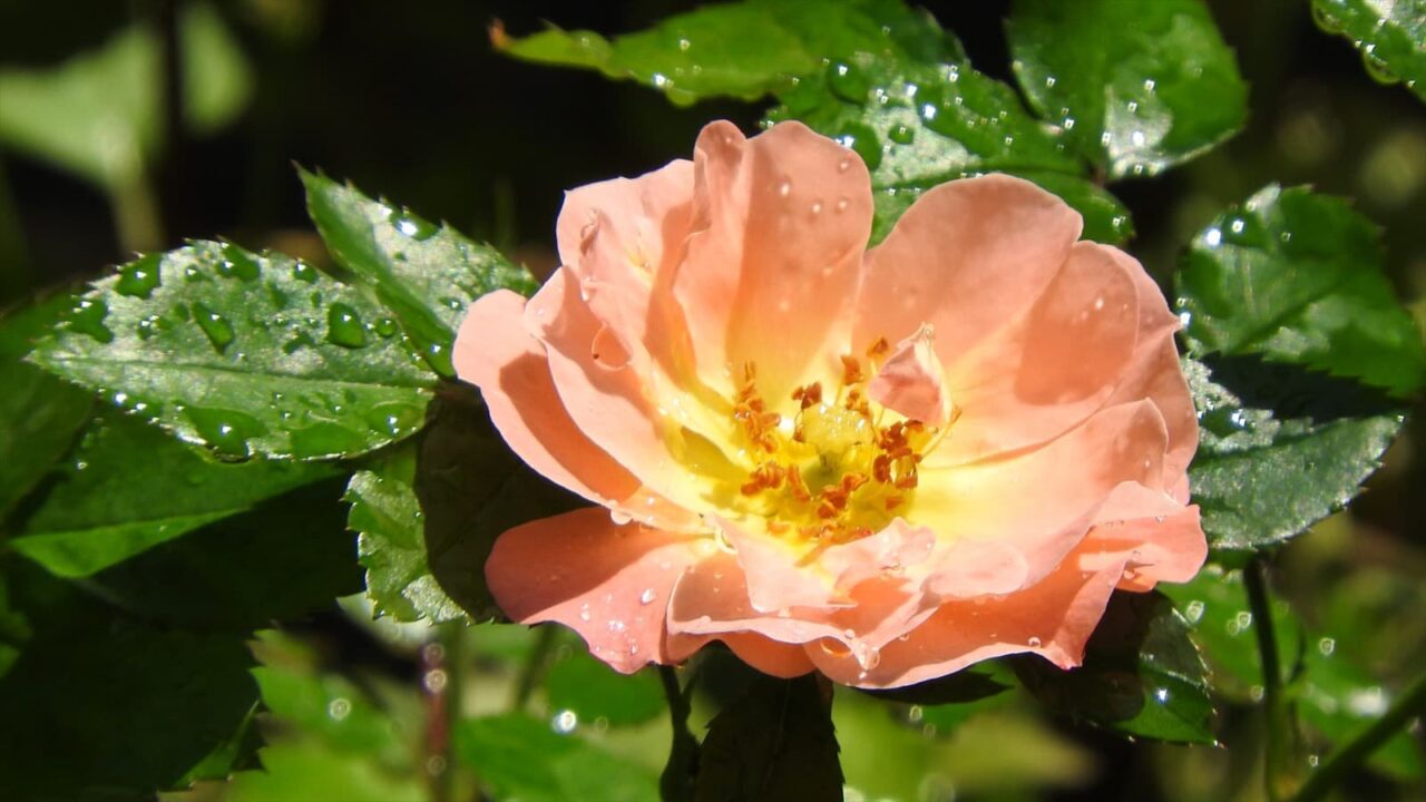 開ききったドリフトローズの花20180522