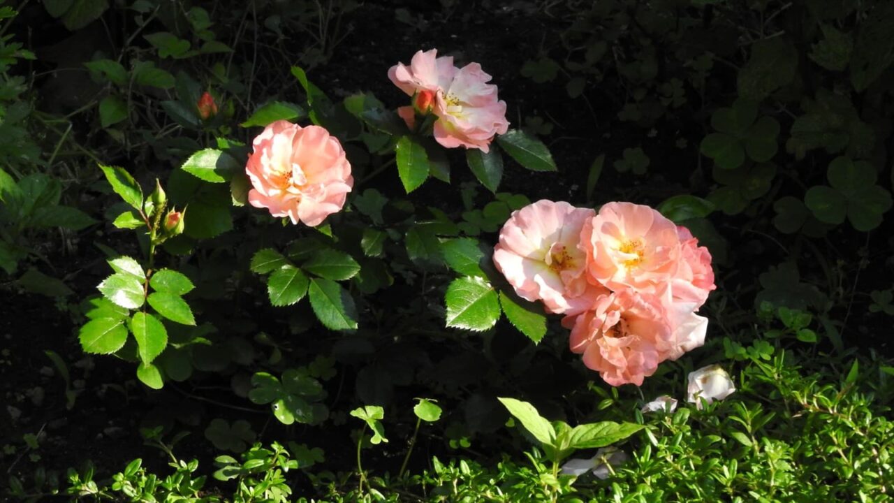 ドリフトローズ花盛り20180524