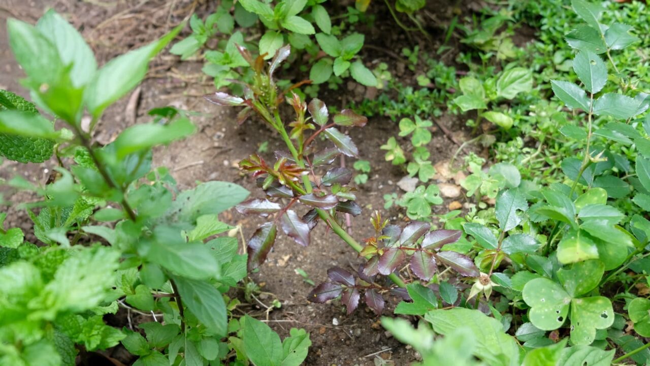 ドリフトローズのシュート伸びる20180608