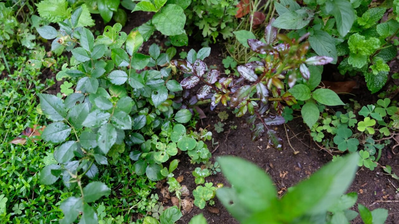 ドリフトローズのシュート伸びる20180609-1