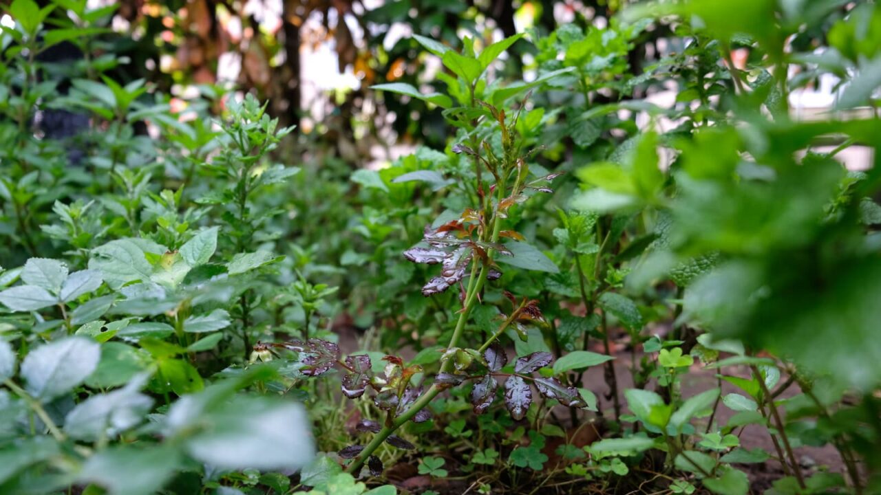 ドリフトローズのシュート伸びる20180609-2