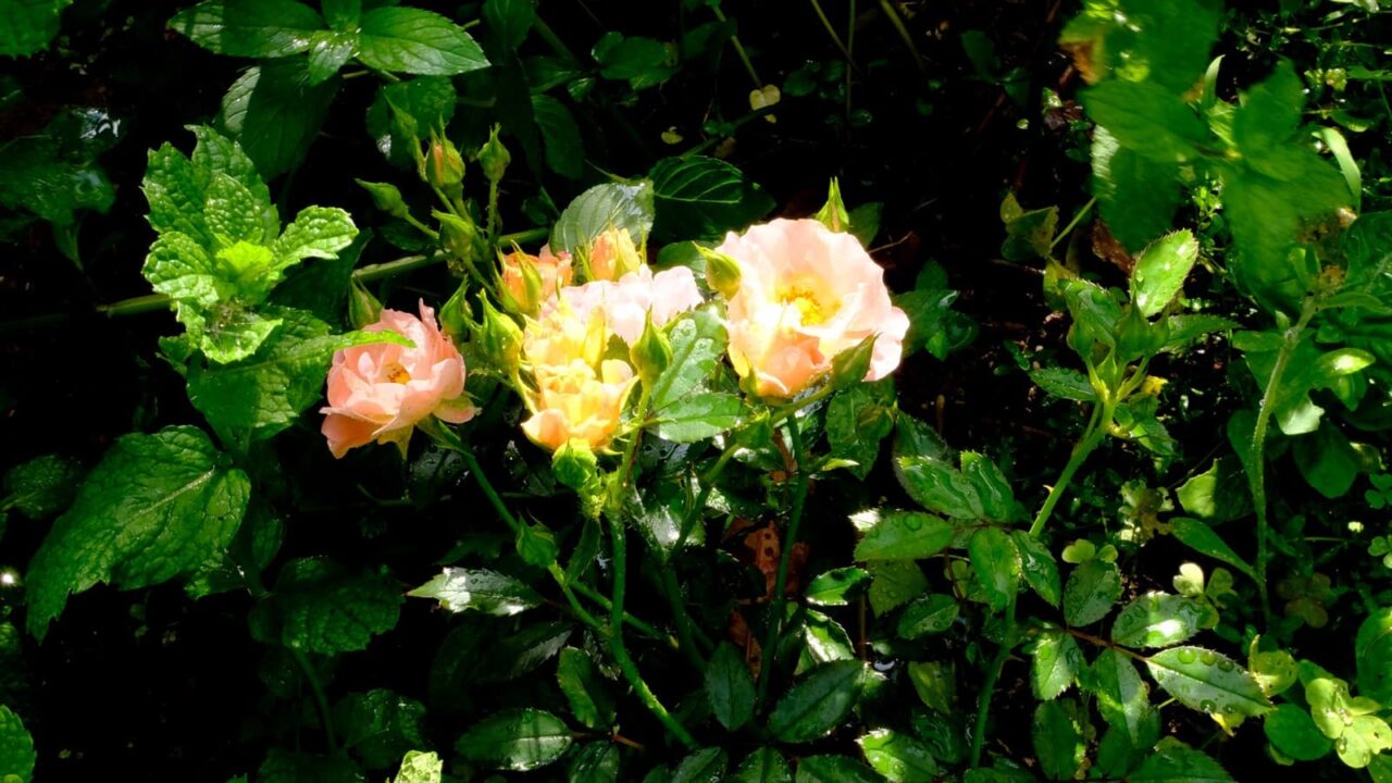 緑に囲まれ黄色滴るドリフトローズ20180627